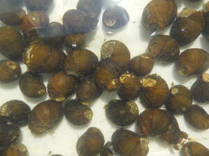100 Ishinomaki Shellfish + α Аквариум -очистка моха C В общем количестве 1600 иен таншеной Медака тропическая рыба водные растения водные растения