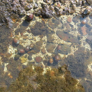 石巻貝 100匹＋α 水槽のコケ取り掃除屋です e メダカ 金魚 熱帯魚 タニシ 水草の画像3