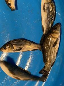 琵琶湖産野鯉　5 匹セット