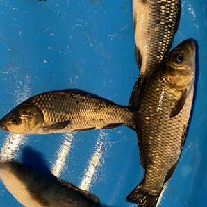 ラスト 琵琶湖産野鯉 5 匹セットの画像1