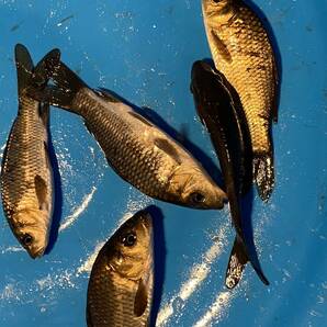 ラスト 琵琶湖産野鯉 5 匹セットの画像2