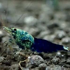 【 HY Shrimp 】サムライブルー 若個体 抱卵ペアの画像8
