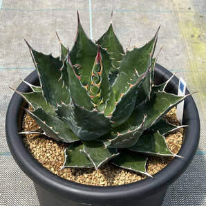 実生【アガベ モンタナ】（2） Agave montana 抜き苗発 8号蘭鉢植えの画像1