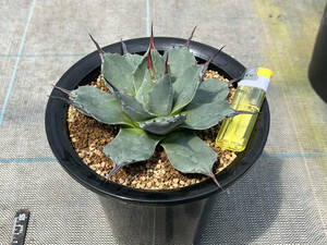 青メリコ【アガベ アプラナータ】　Agave applanata　抜き苗発 ６号蘭鉢植え