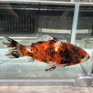 三色系和金 約18cm 井ノ口養魚場産の画像3