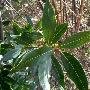 月桂樹　ローリエの枝8本　農薬不使用　動物性不使用