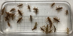 オニチョロ　川虫　20匹　水苔付き　送料無料　(イワナ ヤマメ アマゴ 渓流釣り 生き餌)