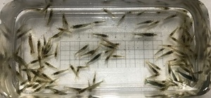  natural mi Nami freshwater prawn 100 pcs .. packet plus free shipping (koke taking .me Dakar aquarium live bait )