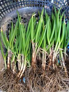 (^^!6-04-14... welsh onion . welsh onion pulling out taking . seedling for small welsh onion kitchen garden for cat pohs box . sending - 