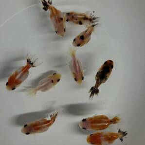 【はなはな】オランダST 二歳魚 10匹 約4.5～5.5cm前後（動画あり）④の画像3
