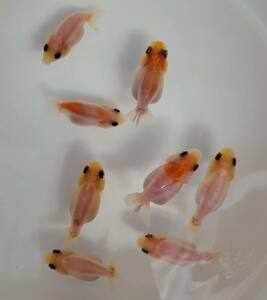 【はなはな】江戸錦　幼魚8匹　約3.5～4.5cm前後　(動画あり)　②