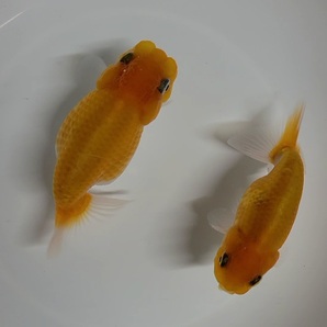 【はなはな】桜錦 二歳魚 約8.5～10cm オス,メスペア (動画あり) ①の画像3