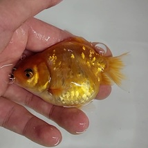 【はなはな】桜オランダST　二歳魚　約8cm　メス　(動画あり)　⑤_画像5