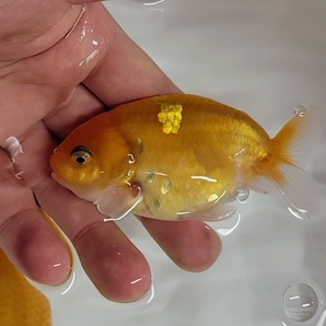 【はなはな】桜錦 二歳魚 約8.5～10cm オス,メスペア (動画あり) ①の画像5