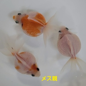 【はなはな】ピンポンパール 稚魚20匹 選別済み 約1.2cm前後 (動画あり)の画像7