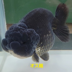 【はなはな】黒らんちゅう 稚魚10匹 約2cm前後 (動画あり)の画像7