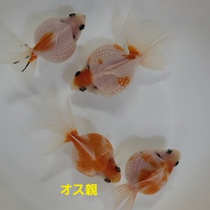 【はなはな】ピンポンパール 稚魚20匹 選別済み 約1.2cm前後 (動画あり)の画像8