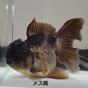 【はなはな】ローズテールオランダ 幼魚15匹 約3.5～4cm前後 （動画あり）の画像8