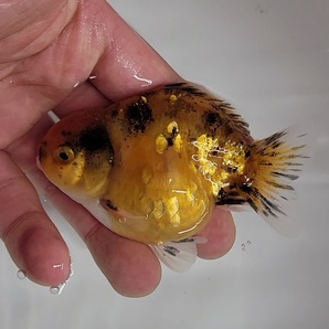 【はなはな】オランダST 二歳魚 約8cm オス (動画あり) ①の画像5