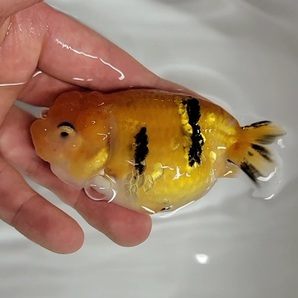 【はなはな】江戸錦 二歳魚 約8.5cm (動画あり) ①の画像5
