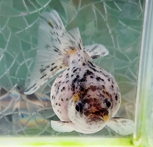 【はなはな】墨三色ピンポンパール　二歳魚　約10cm　(動画あり)　②