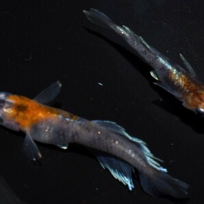 [NEXTメダカ] 極上 三幻（さんげん）光体型 若魚1ペア 4ヶ月程の個体 の画像7