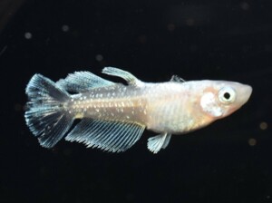 [NEXTメダカ]　極上　ミレイユ×グラディオ　若魚1ペア（雄キッシング光体型、雌キッシングワイドフィン）　1か月半の個体　　　
