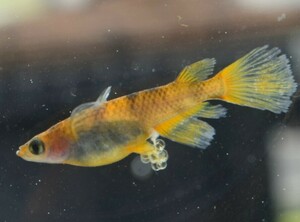 [NEXTメダカ] 焔虎和墨 若魚1ペア（雄リアルロングフィン、ヘテロ雌ヒレ長）＋保証（ヘテロ雌ヒレ長＋雄ヘテロ）計4匹　4ヶ月程の個体　