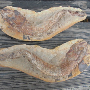 魚の化石 26センチほどの画像1