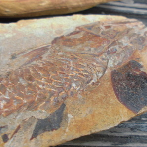 魚の化石 26センチほどの画像2