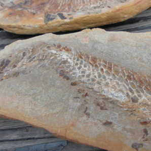 魚の化石 26センチほどの画像3