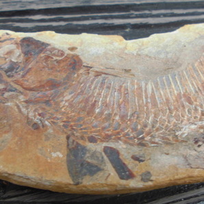 魚の化石 26センチほどの画像4