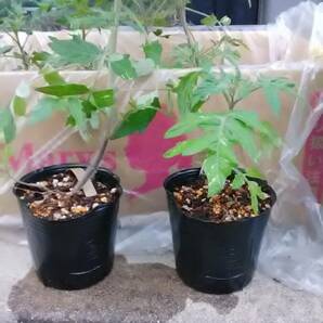 斑入りトマト/tomato variegated/20粒(2023/8採種)（2023/12発芽確認） の画像7