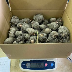 里芋【赤芽】無農薬栽培　種芋OK 5kg80個以上　