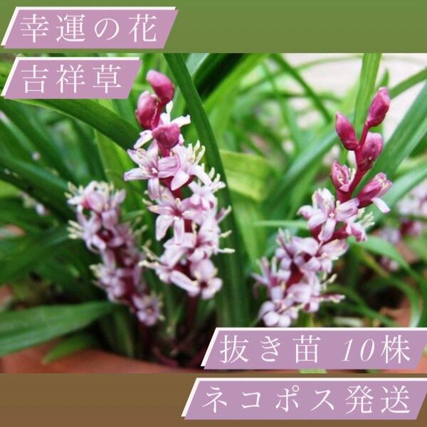 幸運の花 吉祥草 10株