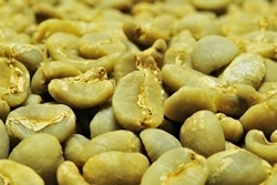 【１㎏】コーヒー生豆 マンデリン シナール 生豆 プレミアムコーヒー 自家焙煎 カフェ 送料無料