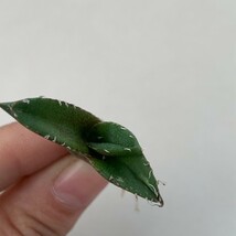 G715 多肉植物　アガベ チタノタ　緑幽霊　極上刺　強棘 特選 _画像4