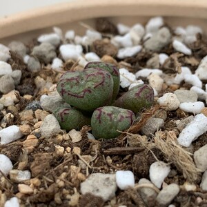 G765 ♀八重垣姫×♂プラキツム(Conophytum ficiforme”placitum”S.H.コノフィツム フィシフォルメフィキフォルメプラキツムハマー) 5点