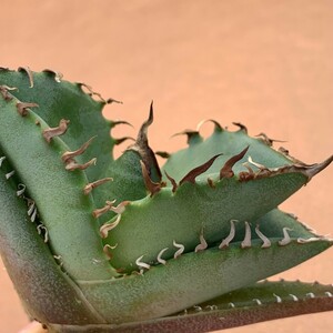 G1118 アガベ チタノタ 蟹 カニ Agave