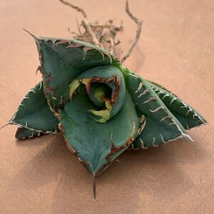 G1143 アガベ チタノタ 蟹 カニ Agave