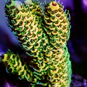 Acropora Millepora orange フラグの画像1