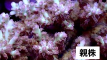 【代理出品（同梱可）】Aussie acropora master grade フラグ_画像5