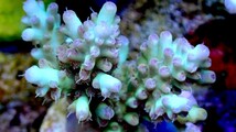 【代理出品（同梱可）】Aussie acropora master grade フラグ_画像1