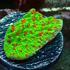 Monti cap Green redpolyp フラグの画像1