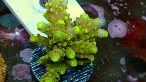 Acropora Rosaria Gold フラグ