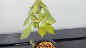 * fields and mountains grass bonsai konara oak . entering *