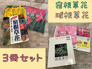 宿根草花 育て方楽しみ方 NHK趣味の園芸 宿根草花 球根草花 本 3冊セット