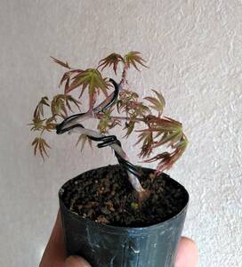 Mai . maple mini bonsai height of tree 7cm super Mini legume ultimate small pattern rising up root trim woven .momiji. leaf!!