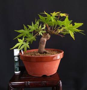 . Izumi maple shohin bonsai height of tree 12cm root trim futoshi . branch shide .momiji. leaf!!