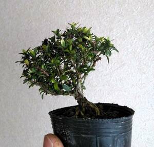 . number tree .. mini bonsai height of tree 7cm rising up .... ultimate small leaf!!